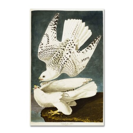 Trademark Fine Art John James Audubon 'Iceland or Jer Falcon' Canvas Art, 12x19 BL01278-C1219GG